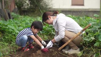 padres e hijos cosechando batatas. video