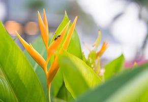 flor de ave del paraíso foto