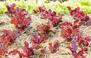 Red lettuce plant photo
