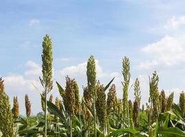 cerrar campo de sorgo foto