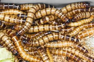 close up Meal worms photo