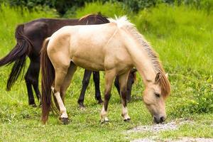 Horse in field photo