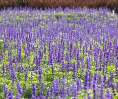 Blue Salvia plant photo