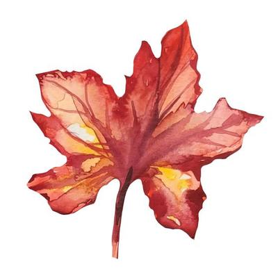 dry burgundy maple leaf in autumn watercolor illustration