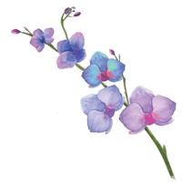 ilustración acuarela de tallos de flores de orquídeas con flores florecientes vector