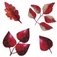 burgundy autumn dry tree leaves, botanical illustration watercolor vector