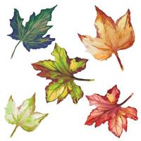 maple leaves, autumn dried leaves, herbarium illustration vector