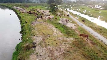 groep zilverreigervogels vliegen in de buurt van de koeien die gras grazen video