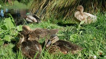 la famille des canards colverts reste ensemble au jardin botanique de christchurch video