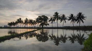 Timelapse a row of coconut trees