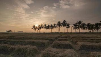 Timelapse sunset of rice paddy field roll to look congested video