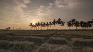 Timelapse sunset of rice paddy field roll to look congested video