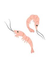 Shrimp illustration. Hand drawn cartoon shrimp for books, banners, web, menu. vector