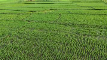 visão aérea de drones da agricultura em campos de arroz para cultivo. voo sobre o campo de arroz verde durante o dia. natural o fundo da textura. video