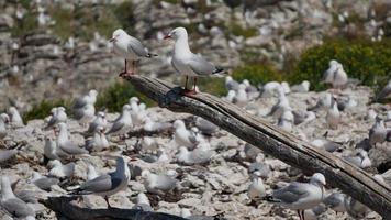 Seagull sitting on wooden block at Kaikoura Beach, South Island video