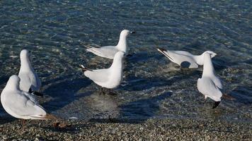 White seagull shout near the bank video