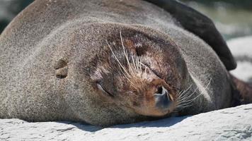 cerrar la cabeza del lobo marino durante el sueño en la playa de kaikoura, isla del sur video