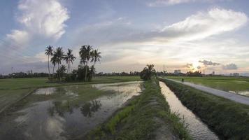 Timelapse coconut farm flooded video