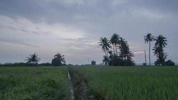 timelapse puesta de sol un campo de arroz de un sendero para caminar video