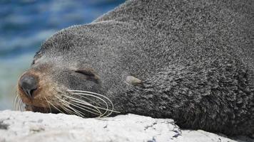 Seebär schläft auf dem Felsen in der Nähe von Kaikoura, Südinsel video