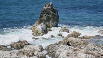uma foca em frente à onda forte atingiu a rocha em kaikoura