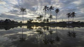 Timelapse row of coconut trees video