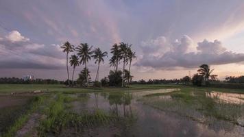 alberi di cocco timelapse sopra la risaia video