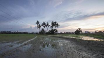 Timelapse coconut trees in the field video