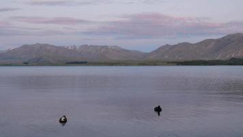 dois patos-reais no lago nadam video