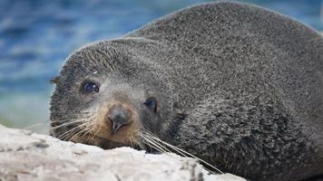 foca abre os olhos por um tempo durante o sono perto de kaikoura, ilha sul video