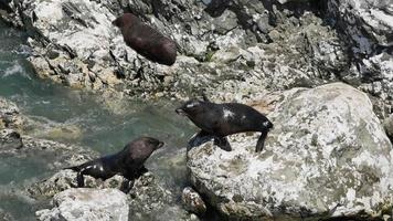 Zwei Pelzrobben auf dem Felsen interagieren bei Kaikoura, Südinsel video