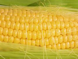 Close-up photo of corn as a background. Harvesting.