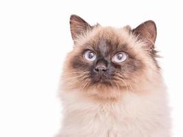 Beautiful Siberian fluffy cat on a white background. The young cat is purebred. photo