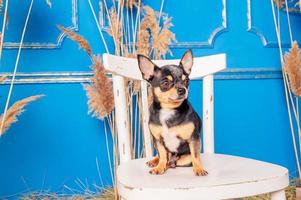 A tricolor chihuahua dog sits on a white chair against a blue wall background. Portrait of a dog. photo