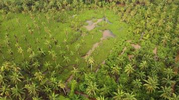 Aerial fly over green coconut and palm tree video