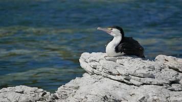 il marangone dal ciuffo di uccelli rimane sulla roccia a kaikoura, isola del sud video