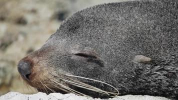lobo marino casi se despierta en kaikoura, isla del sur, nueva zelanda video
