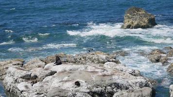 pälssäl stannar vid klippan vid kaikoura, södra ön, Nya Zeeland video