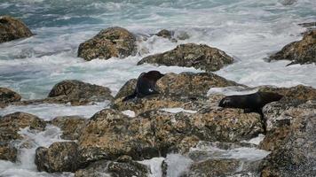 focas dormem e descansam na rocha atingida pela onda na praia de kaikoura, ilha sul