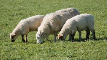 Three sheep grazing eating grass in field video