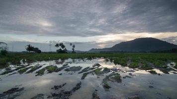 timelapse amanecer día nublado sobre la granja de arroz