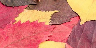 Autumn is the time of year. Close-up photo of yellow red and brown tree leaves.