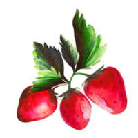 strawberry with leaves watercolor illustration png