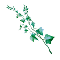 plant ivy watercolor png