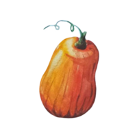 grönsak pumpa akvarell illustration png