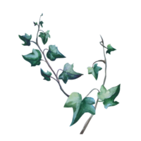 planta hiedra acuarela png