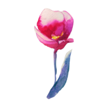 ilustración de acuarela de flor de tulipán png