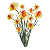 buquê de flores ilustração em aquarela de narciso amarelo png