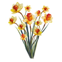 blumenstrauß gelbe narzisse aquarellillustration png