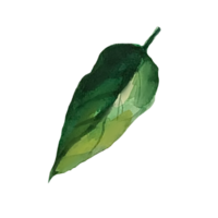 ilustración de acuarela de hoja de limonero png